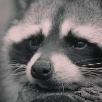 Raccoon