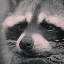 Raccoon's avatar
